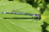 Coenagrion puella