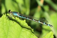 Enallagma cyathigerum