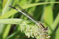 Platycnemis pennipes