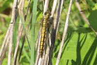 Orthetrum cancellatum