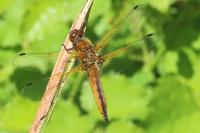 Libellula fulva