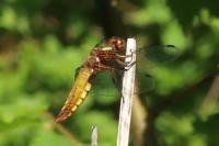 Libellula depressa