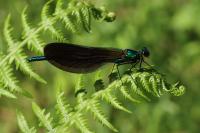 Calopteryx virgo