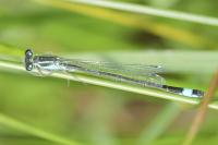 Ischnura elegans