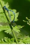 Coenagrion puella