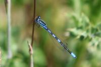 Coenagrion scitulum