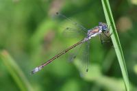 Lestes dryas