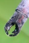Lestes dryas