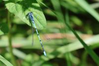 Coenagrion puella