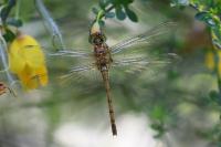 Sympetrum striolatum