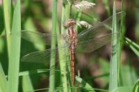 Orthetrum brunneum