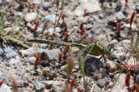 Gomphus pulchellus
