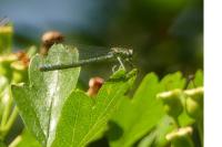 Coenagrion