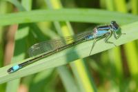 Ischnura elegans