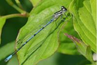 Coenagrion puella