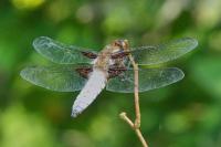 Libellula depressa