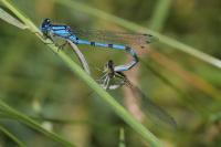 Enallagma cyathigerum