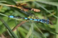 Coenagrion scitulum