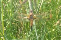 Libellula quadrimaculata