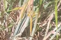 Sympetrum fonscolombii