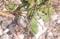 Gomphus pulchellus