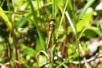 Orthetrum cancellatum