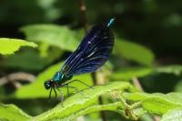 Calopteryx virgo