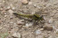 Orthetrum cancellatum