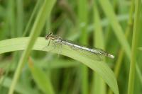 Platycnemis pennipes