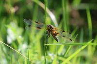 Libellula quadrimaculata