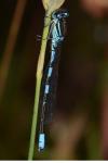 Coenagrion scitulum