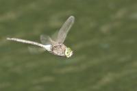 Anax parthenope