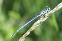 Platycnemis pennipes