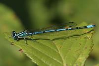 Coenagrion puella