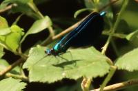 Calopteryx virgo