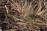 Gomphus pulchellus