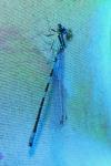 Coenagrion scitulum