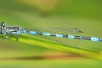 Coenagrion mercuriale