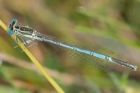 Platycnemis pennipes