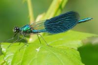 Calopteryx splendens