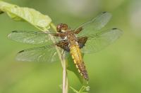 Libellula depressa