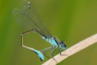 Ischnura elegans