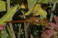 Sympetrum striolatum