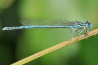 Platycnemis pennipes