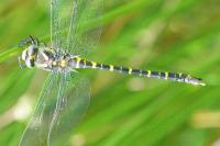 Cordulegaster boltonii