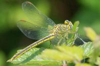 Gomphus pulchellus