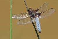 Libellula depressa