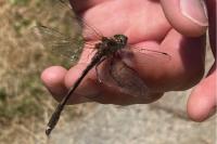 Oxygastra curtisii
