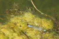 Erythromma viridulum