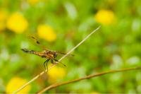 Libellula quadrimaculata